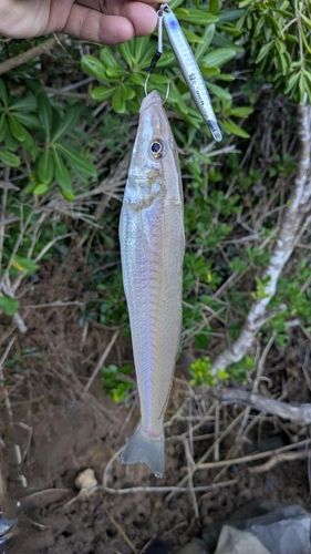 キスの釣果