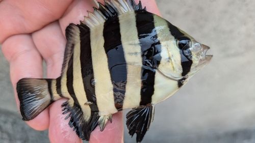サンバソウの釣果
