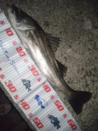 ハネ（マルスズキ）の釣果