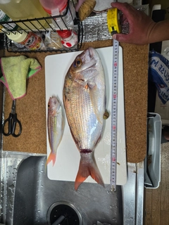 マダイの釣果