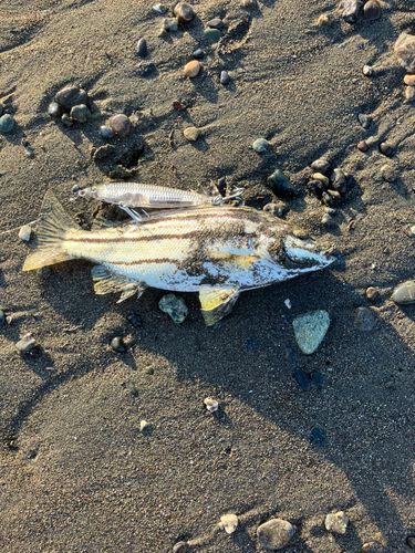 シマイサキの釣果