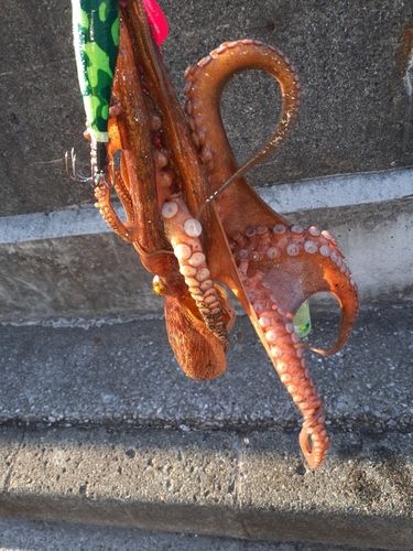 マダコの釣果