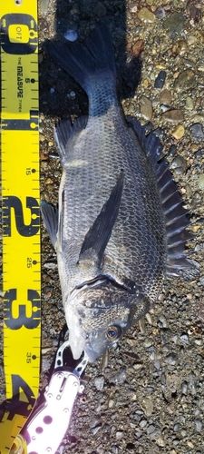クロダイの釣果