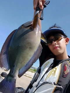 ニセカンランハギの釣果