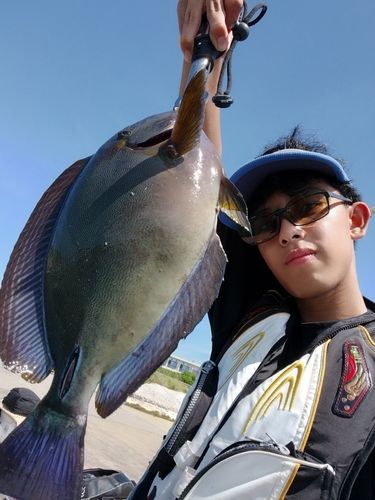 ニセカンランハギの釣果