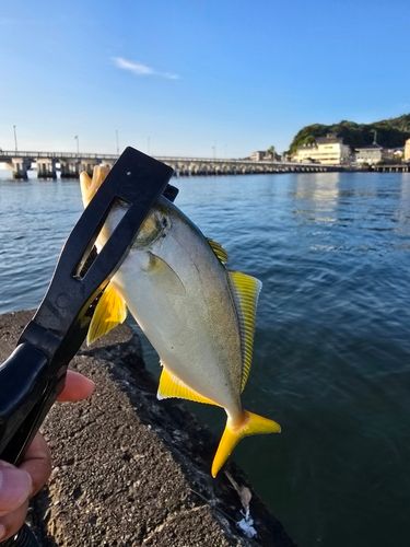 ショゴの釣果