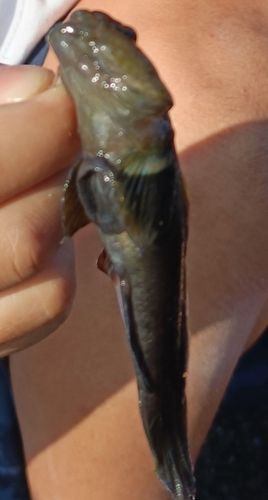 チチブの釣果
