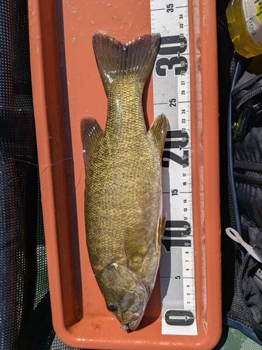 スモールマウスバスの釣果