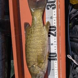 スモールマウスバス