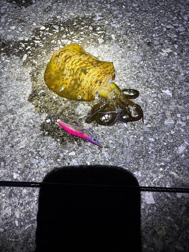 アオリイカの釣果