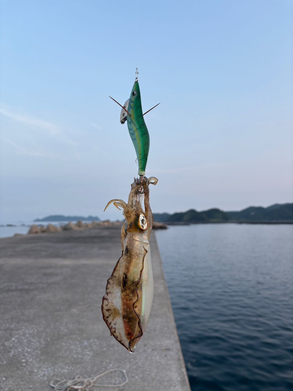 アオリイカ