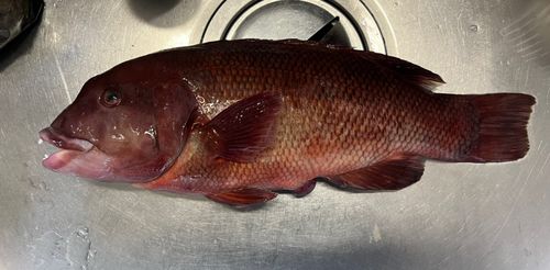 コブダイの釣果