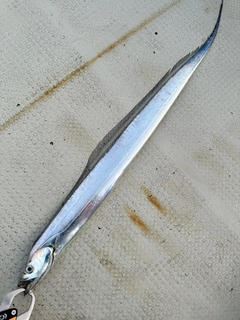 タチウオの釣果