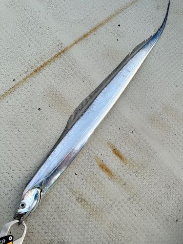 タチウオの釣果