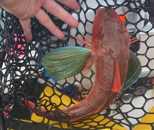 ホウボウの釣果