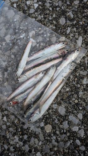 カタクチイワシの釣果
