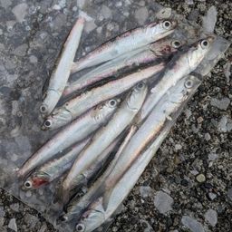 カタクチイワシ