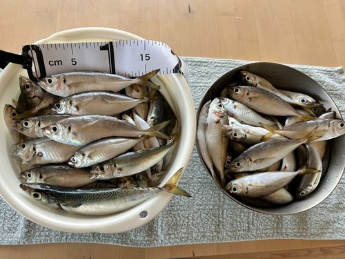 アジの釣果