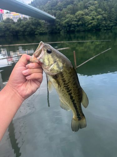 ラージマウスバス