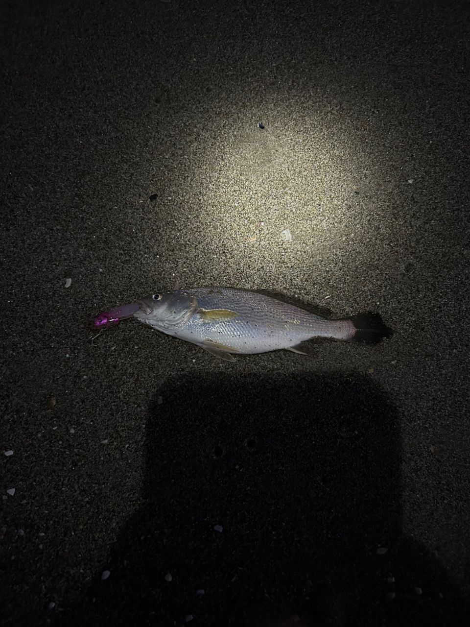 イシモチ
