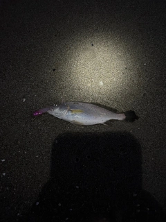 イシモチの釣果