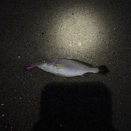イシモチ