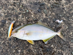 ショゴの釣果