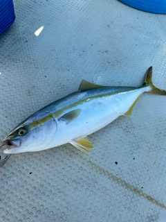 イナダの釣果
