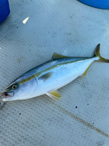 イナダの釣果