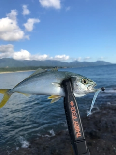 ワカシの釣果