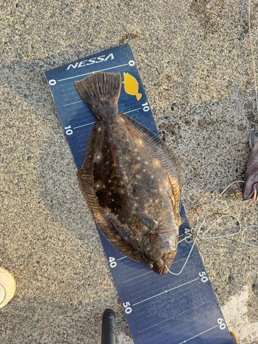 ヒラメの釣果