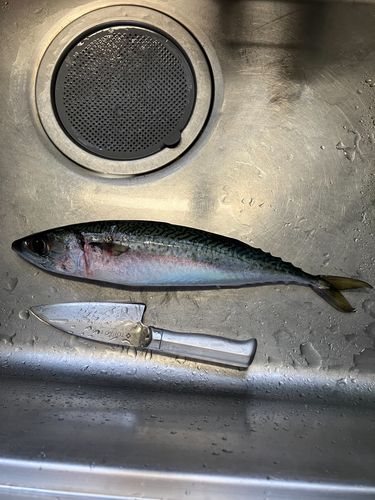 サバの釣果