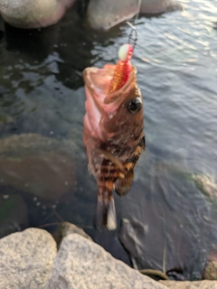 キジハタの釣果