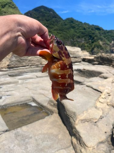 ソウダガツオの釣果