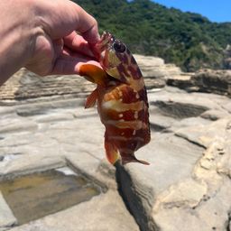 ソウダガツオ