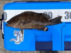 オオモンハタの釣果