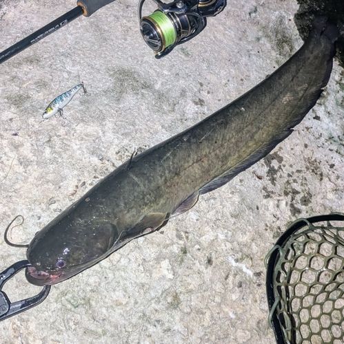 ナマズの釣果