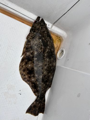 ヒラメの釣果
