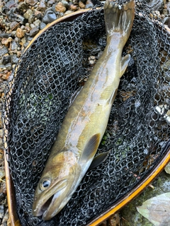 ヤマトイワナの釣果