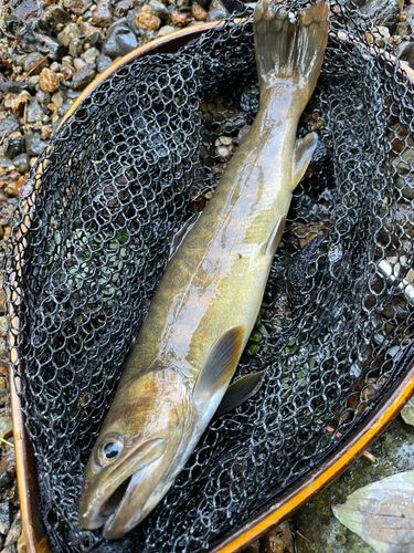 ヤマトイワナの釣果