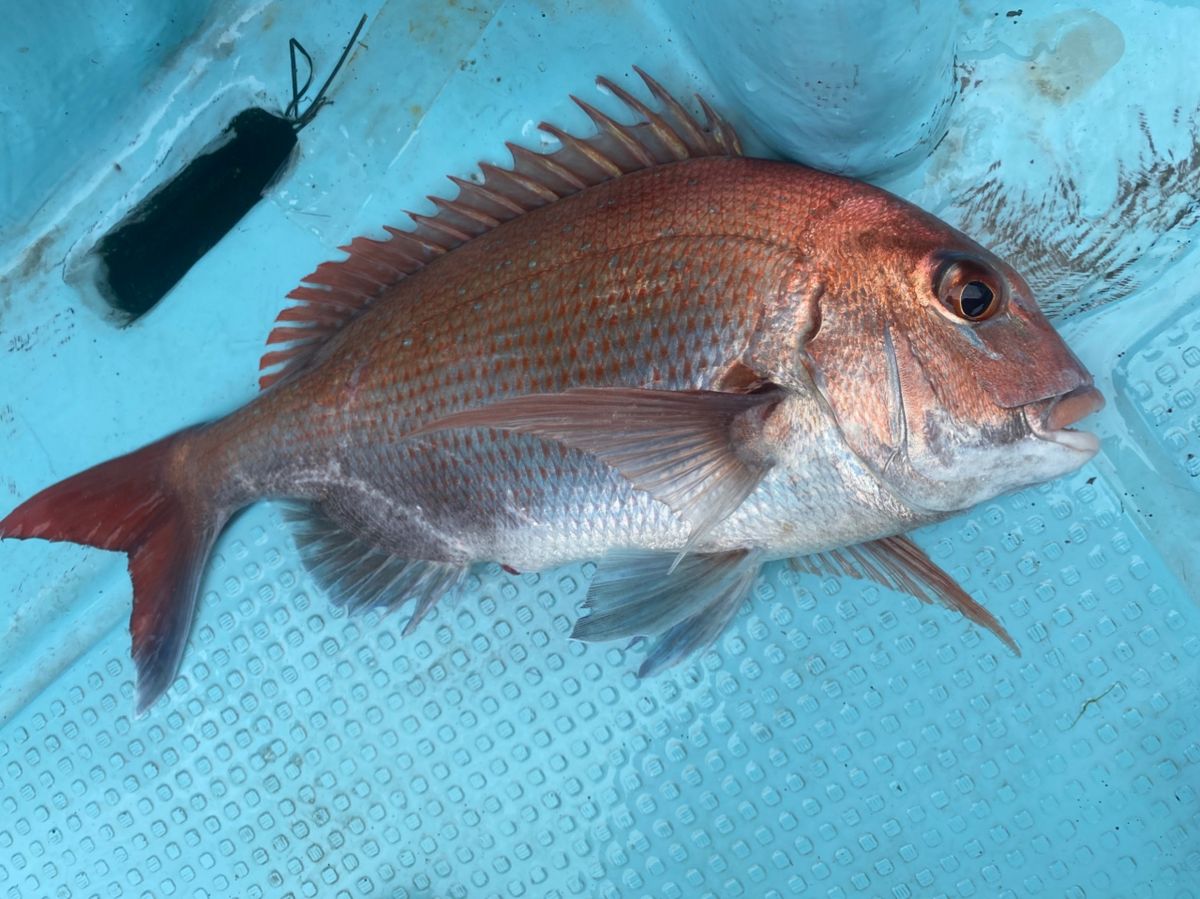 ほかちんさんの釣果 2枚目の画像