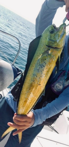 シイラの釣果