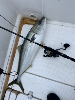 ブリの釣果