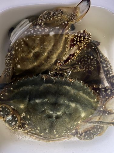 ワタリガニの釣果