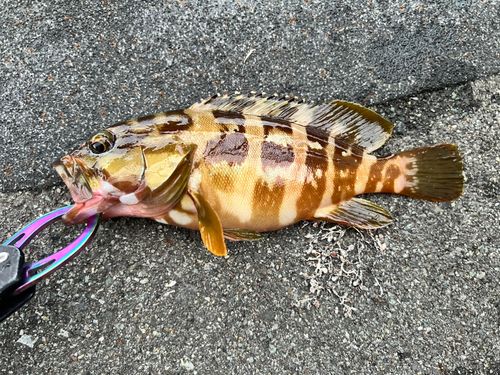 アカハタの釣果