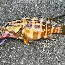 アカハタ