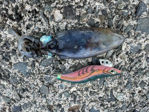 アオリイカの釣果