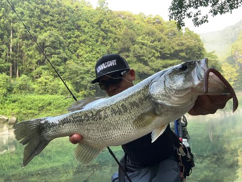 ブラックバスの釣果