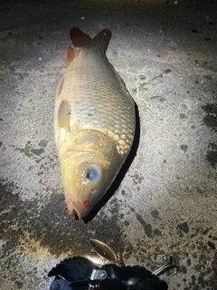 コイの釣果