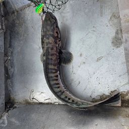 ジャイアントスネークヘッド